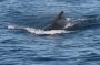 Baja05 - 213 * Here is an exciting sequence of a pilot whale diving